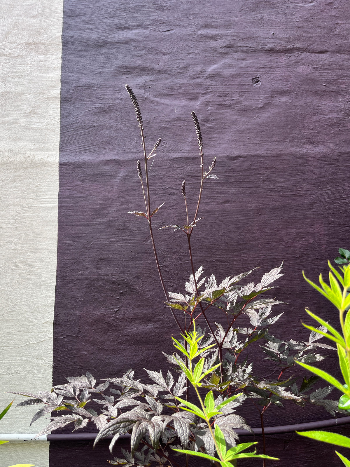 Marlene Hoop – Dachterasse Galerie Kruse