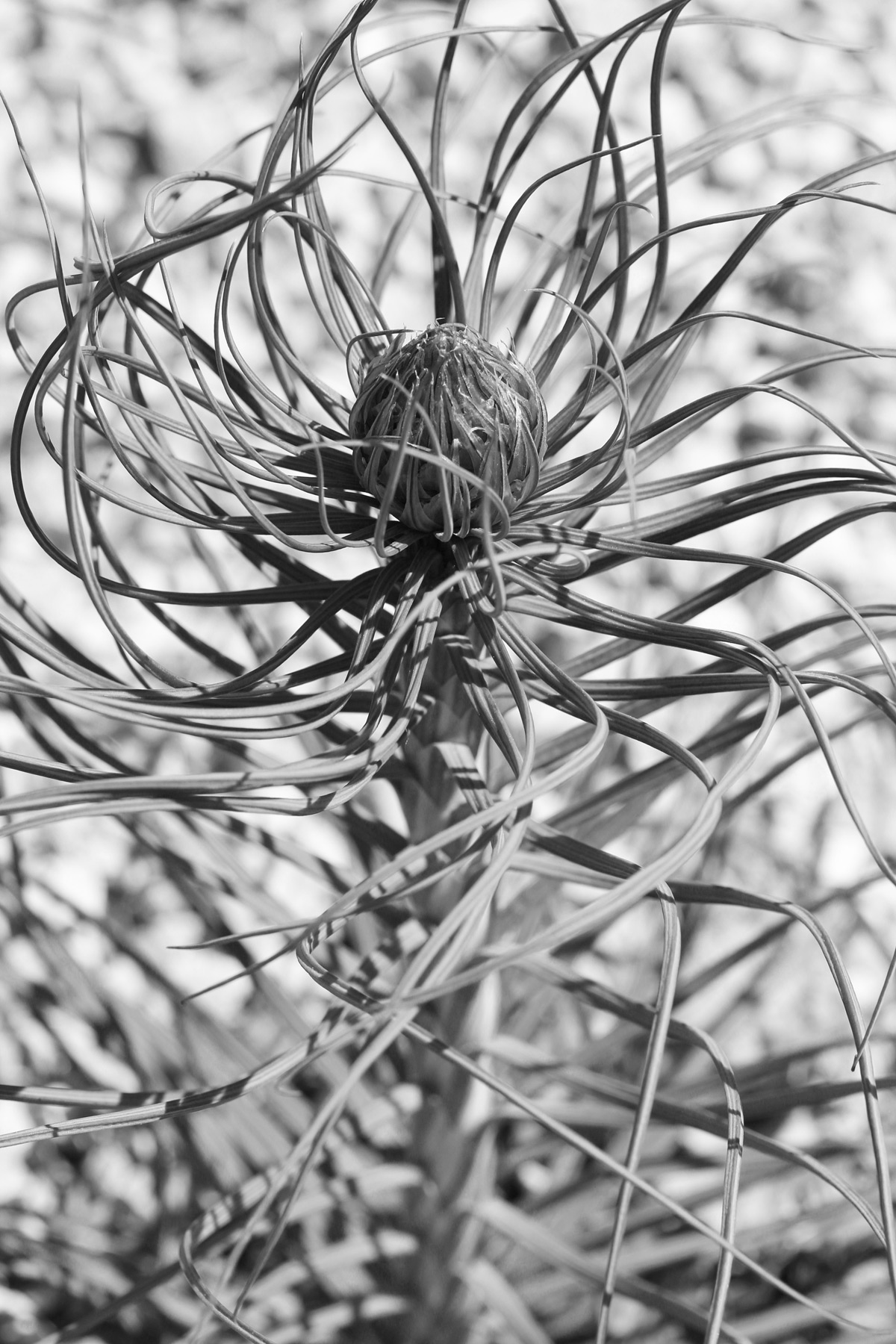 Marlene Hoop – Fotodruck