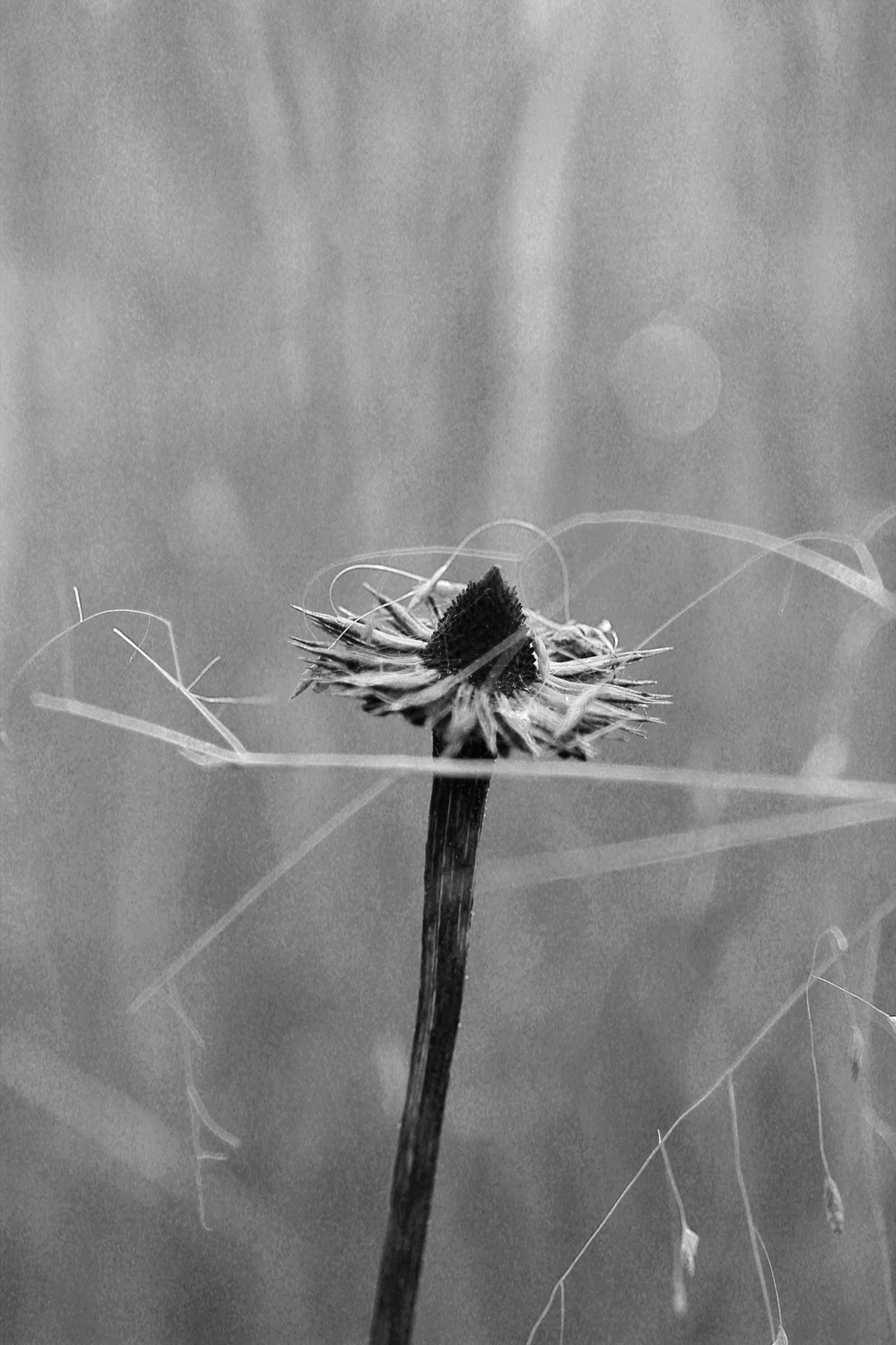 Marlene Hoop – Fotodruck