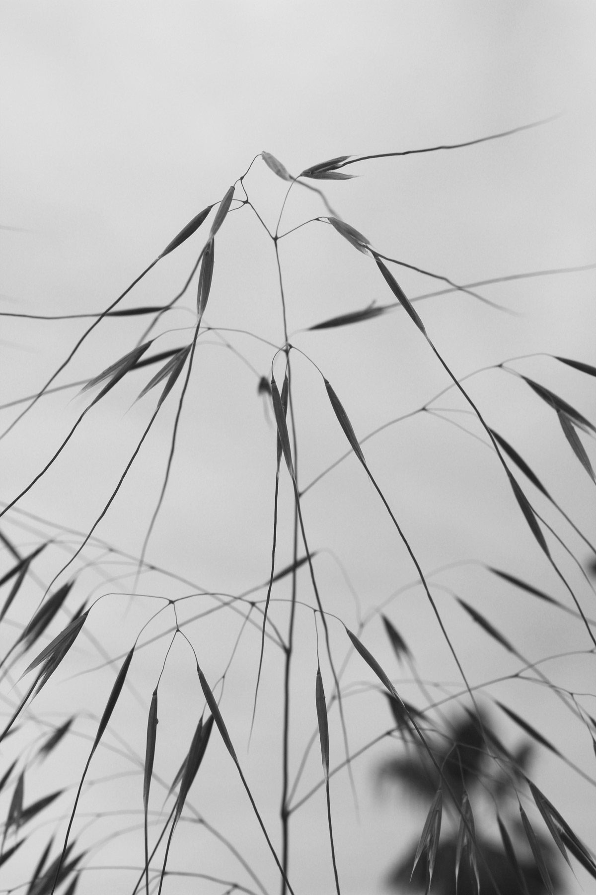 Marlene Hoop – Fotodruck