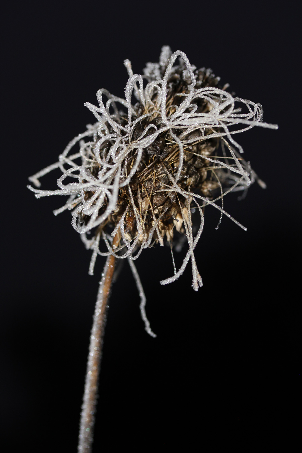 Marlene Hoop – Fotodruck