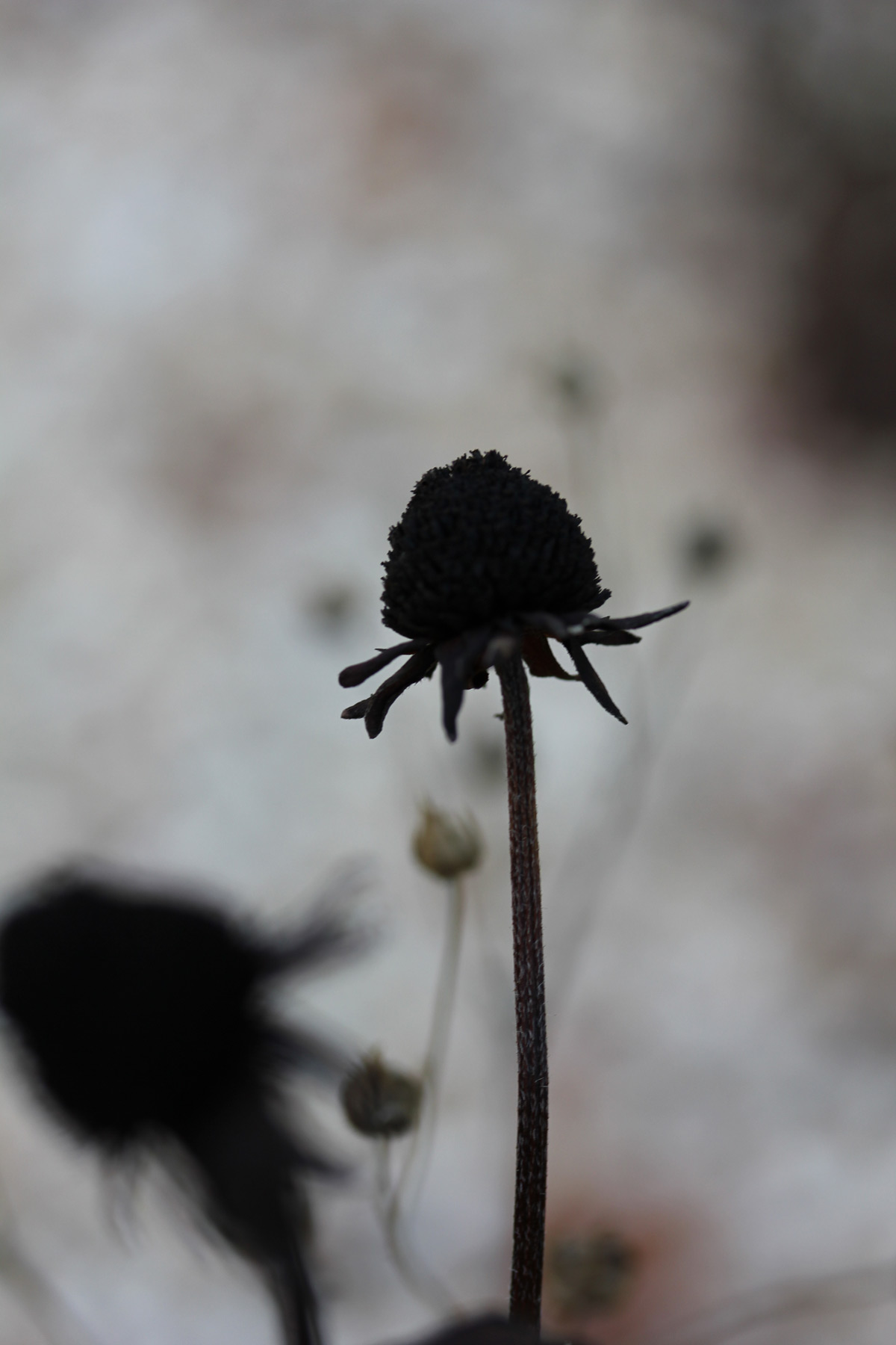 Marlene Hoop – Fotodruck