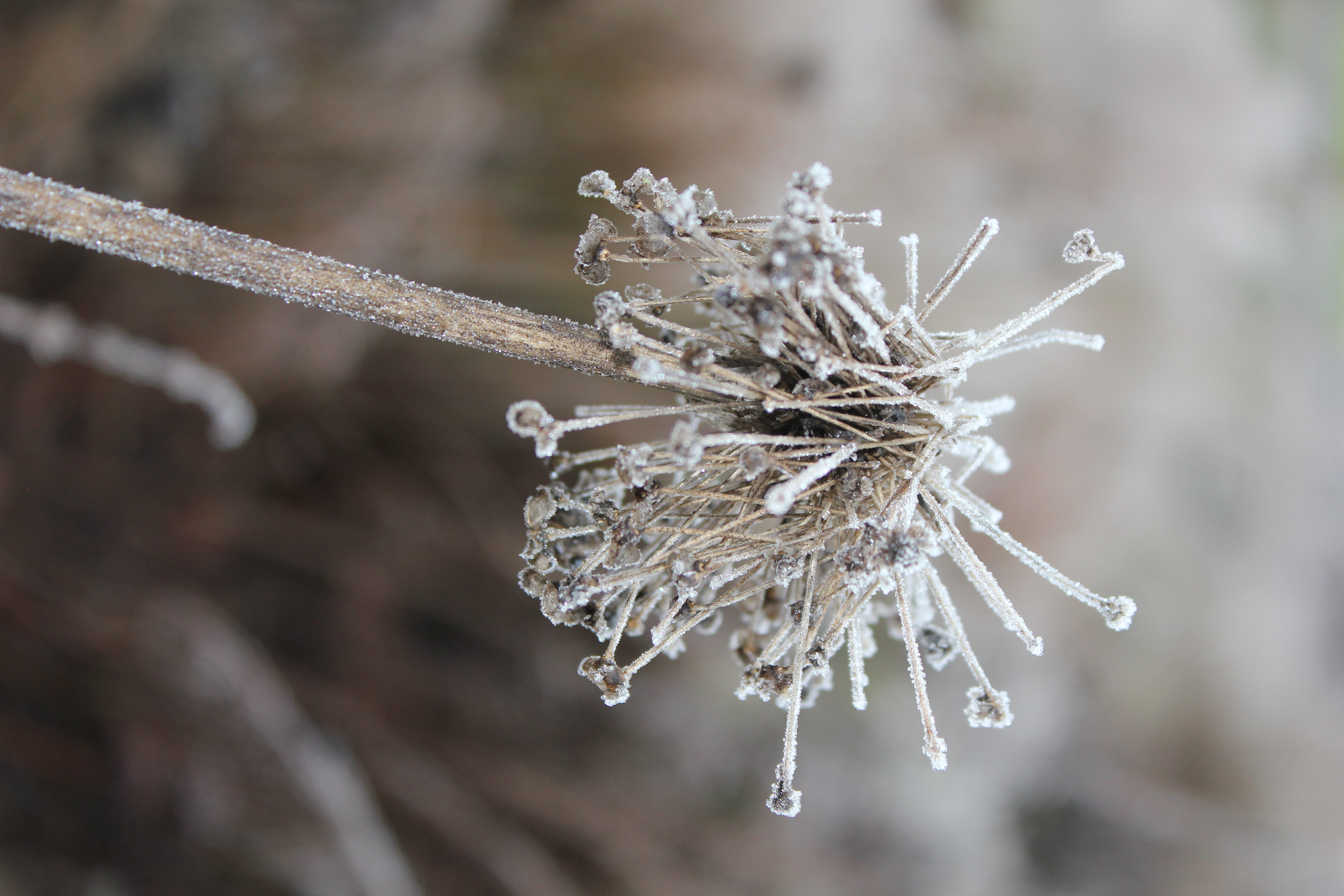 Marlene Hoop – Fotodruck