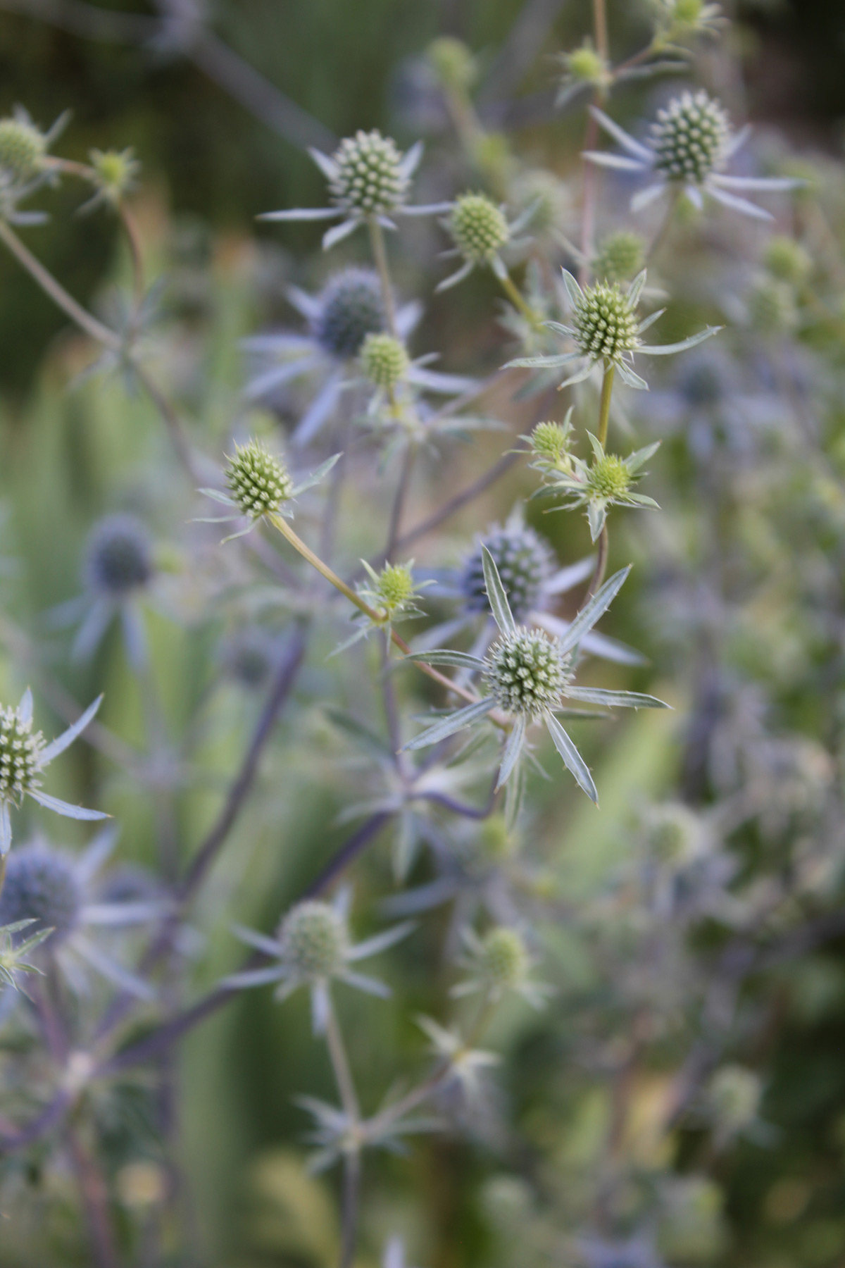 Marlene Hoop – Fotodruck auf festem Papier