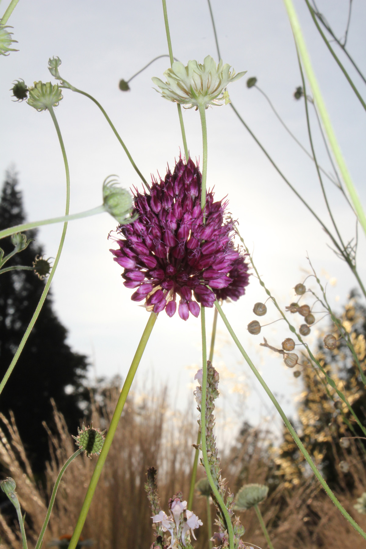 Marlene Hoop – Fotodruck auf festem Papier