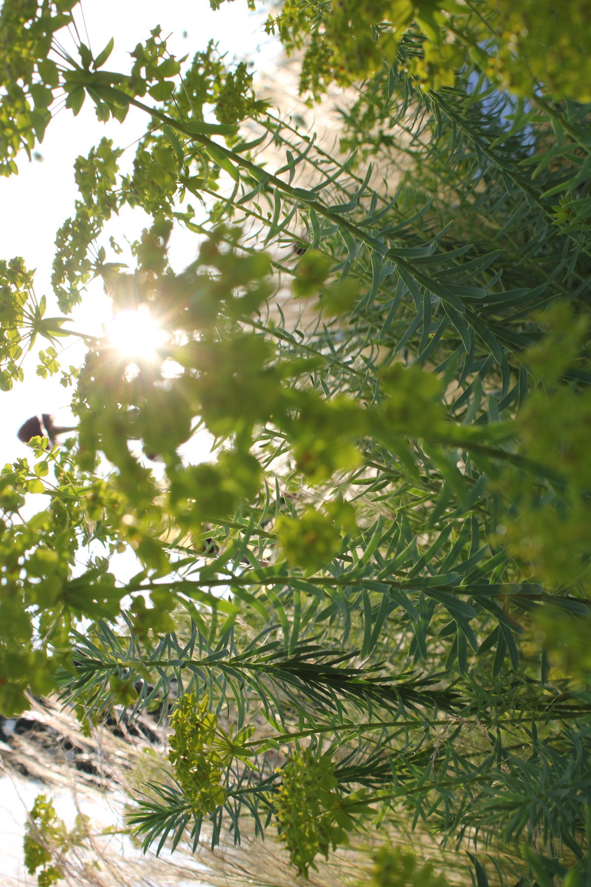 Marlene Hoop – Fotodruck auf festem Papier