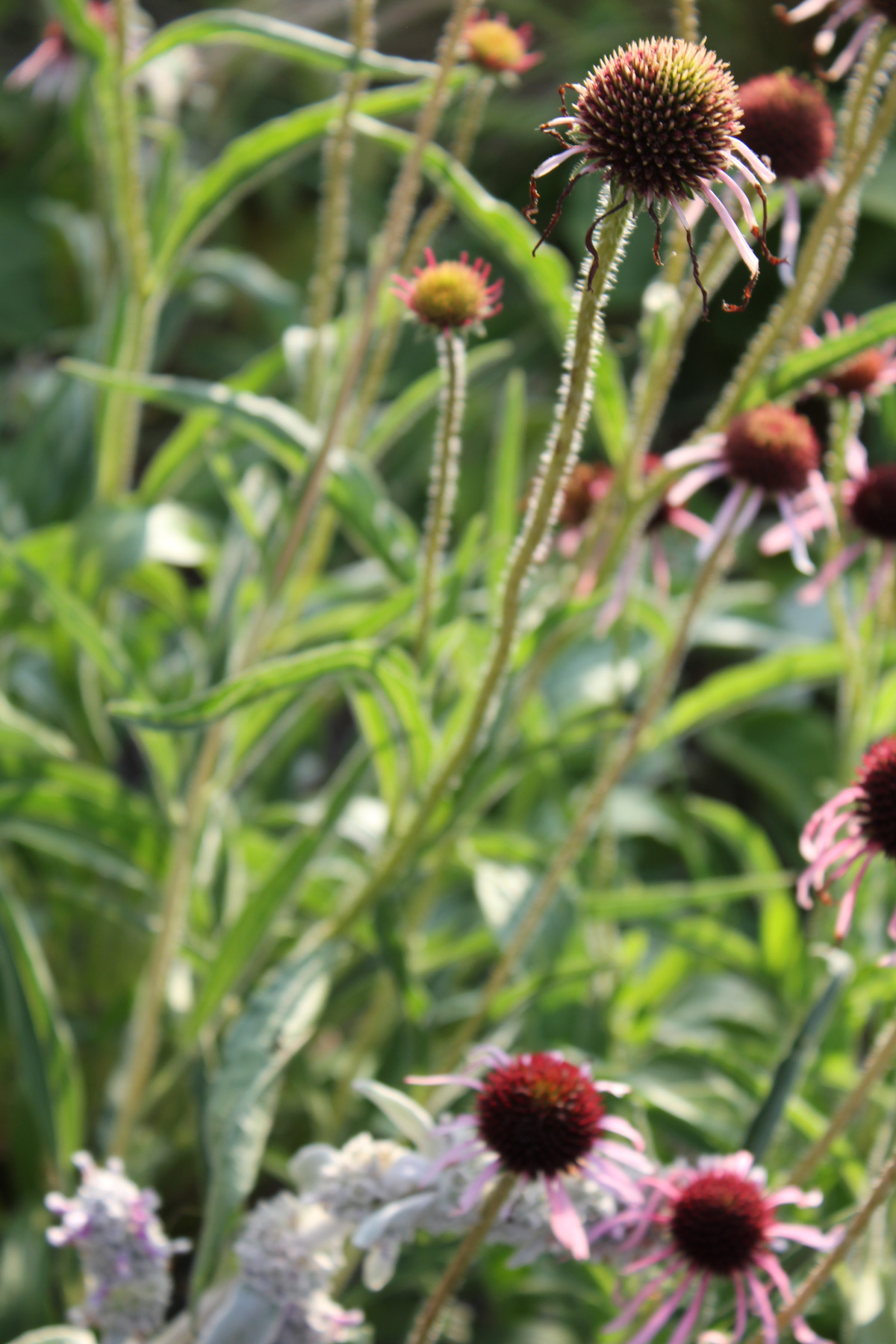 Marlene Hoop – Fotodruck auf festem Papier
