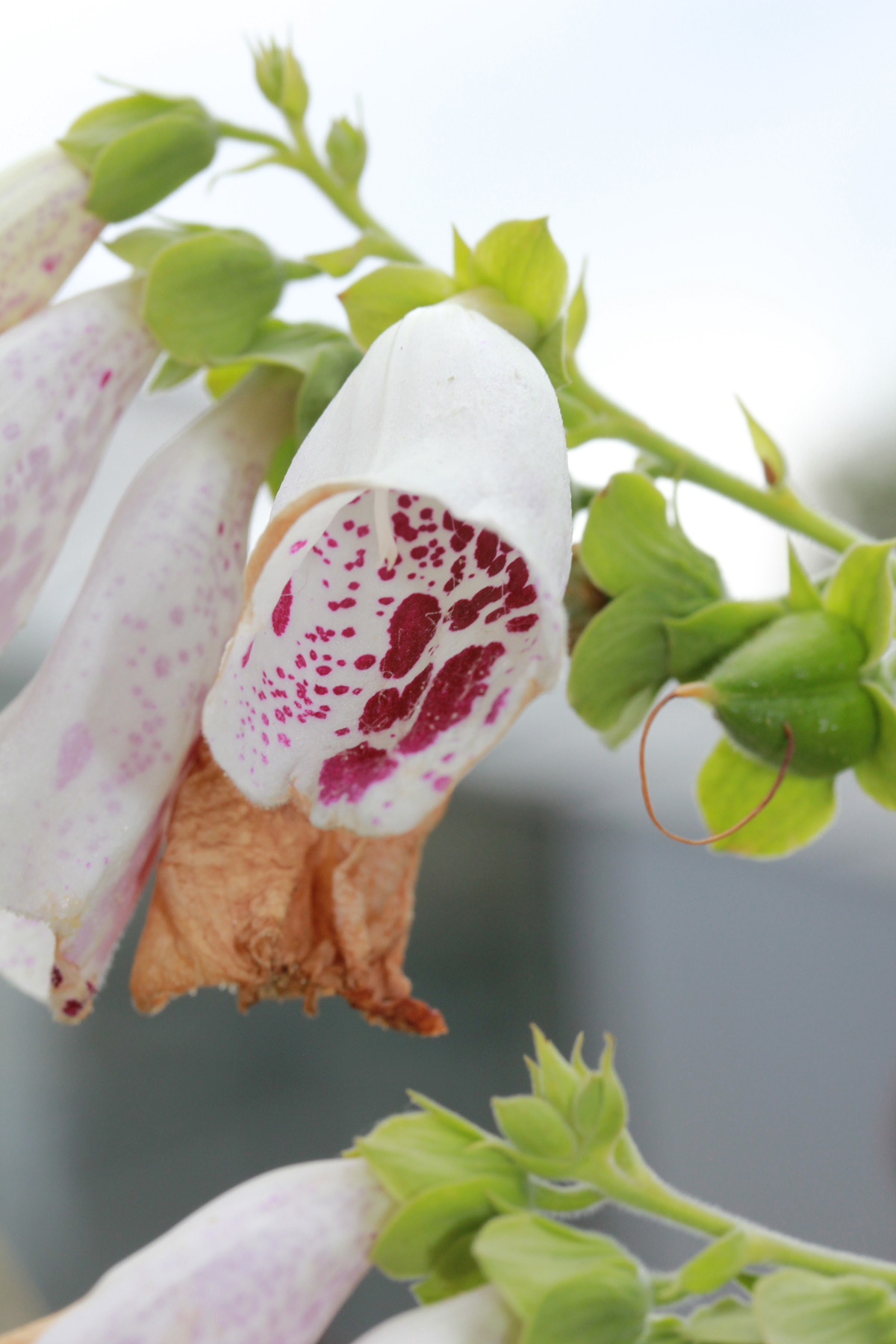 Marlene Hoop – Fotodruck auf festem Papier
