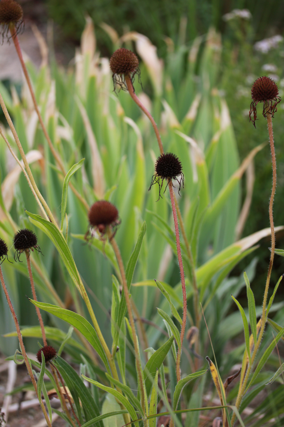 Marlene Hoop – Fotodruck auf festem Papier