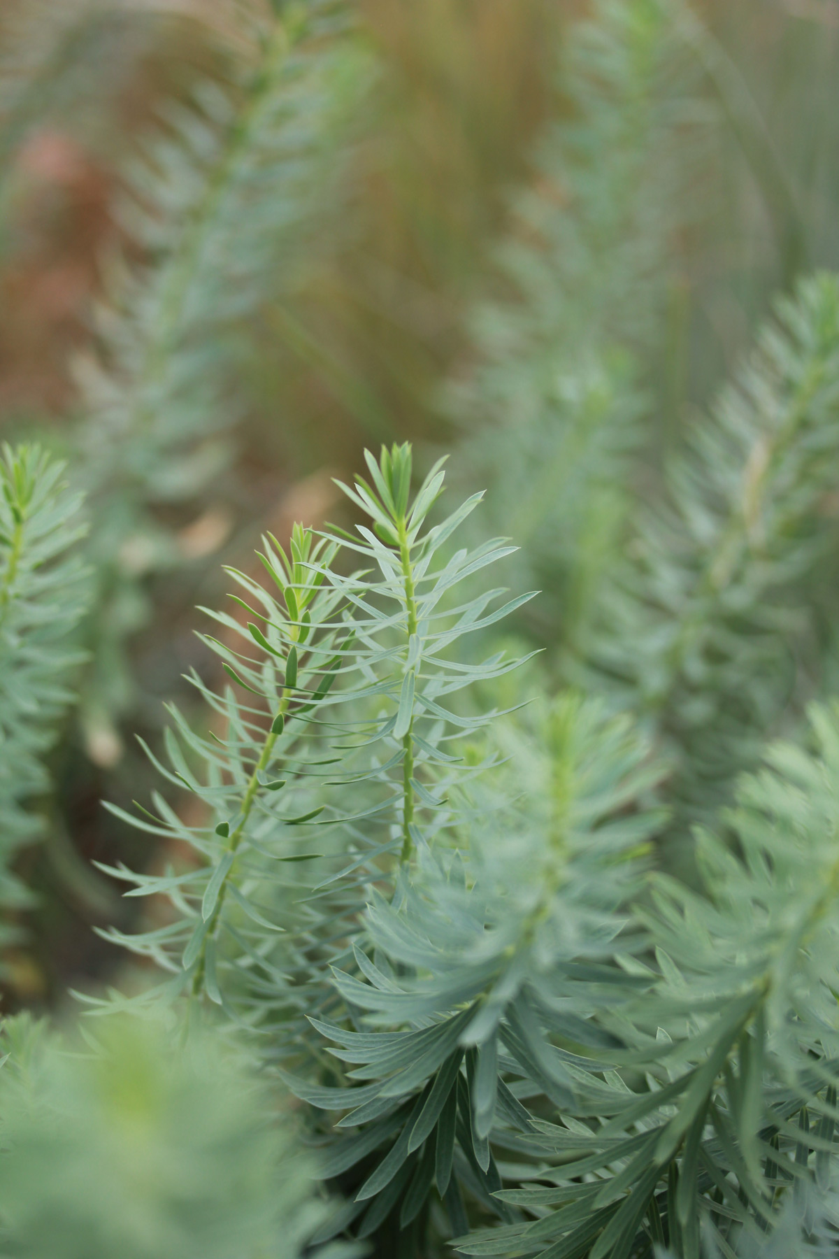 Marlene Hoop – Fotodruck auf festem Papier