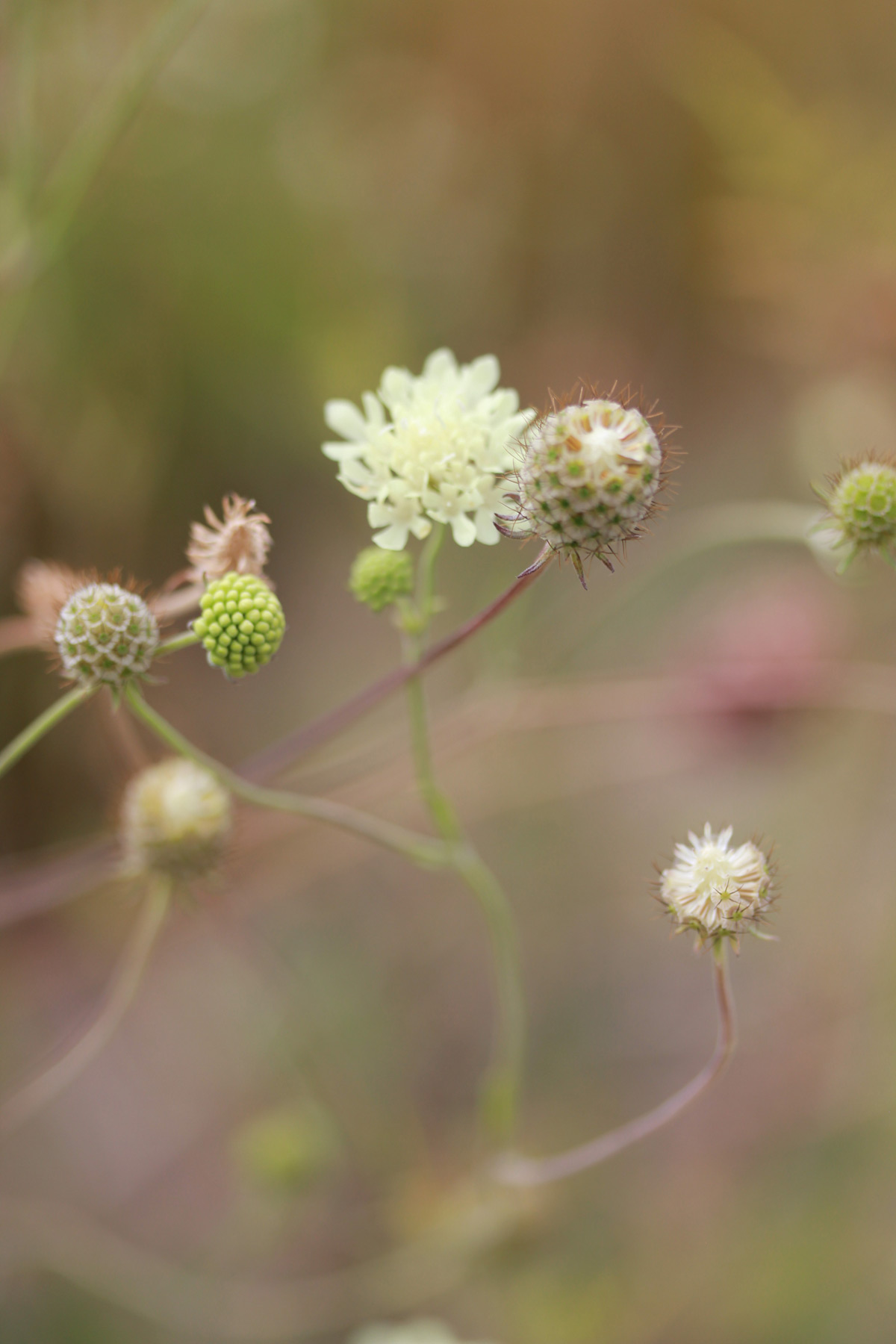 Marlene Hoop – Fotodruck auf festem Papier