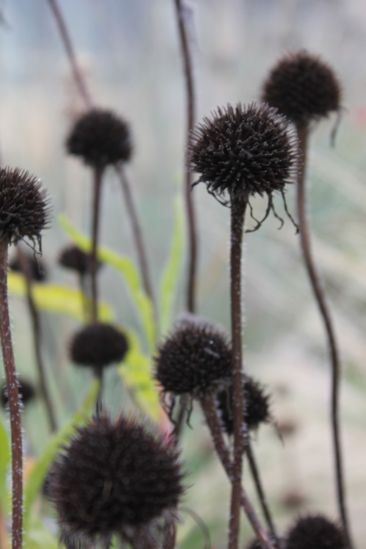 Marlene Hoop – Fotodruck auf festem Papier