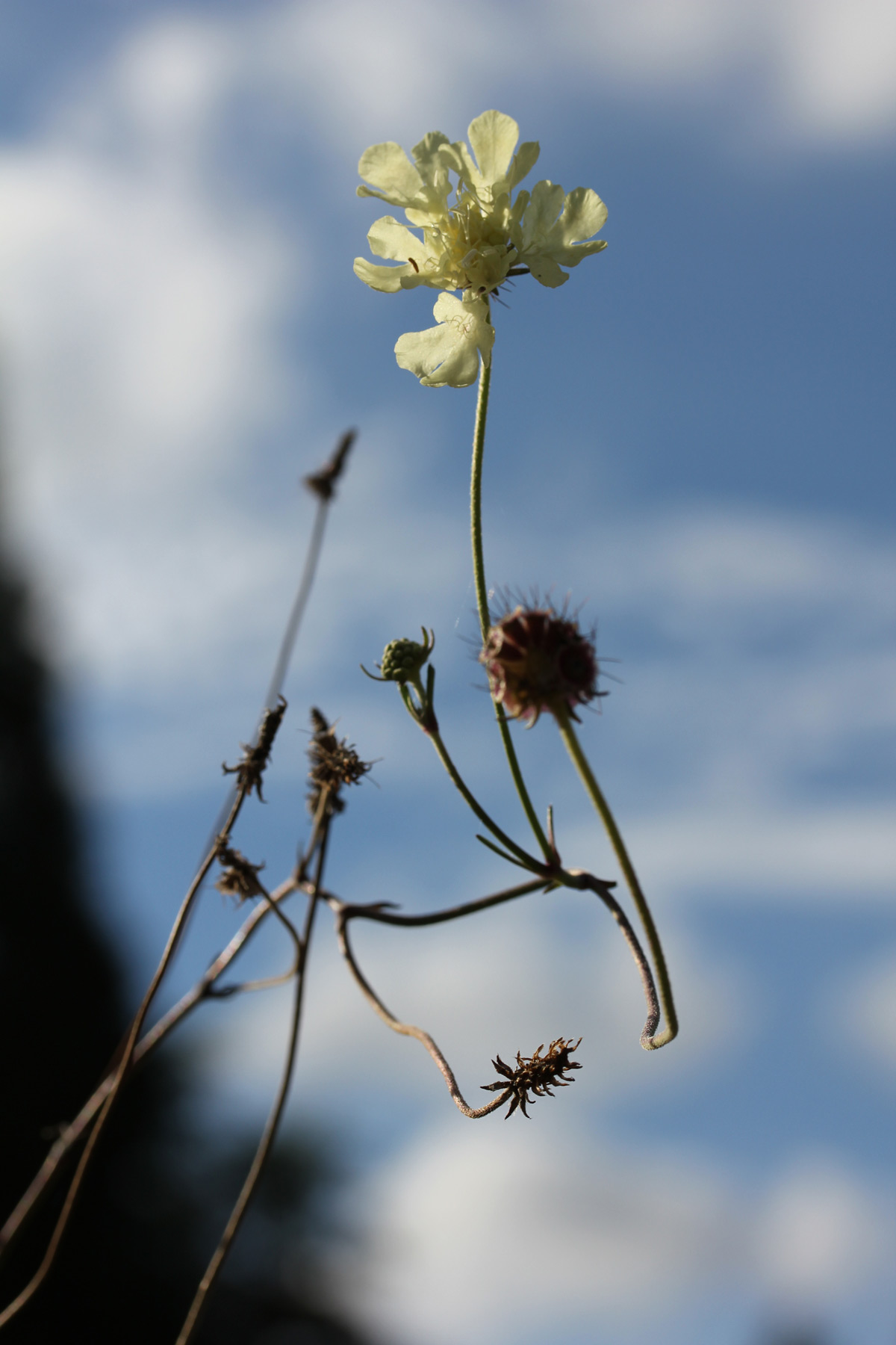 Marlene Hoop – Fotodruck auf festem Papier