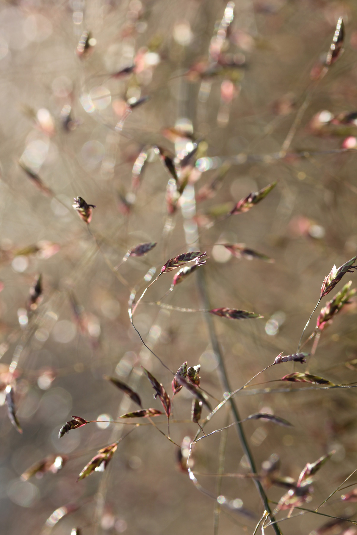 Marlene Hoop – Fotodruck auf festem Papier