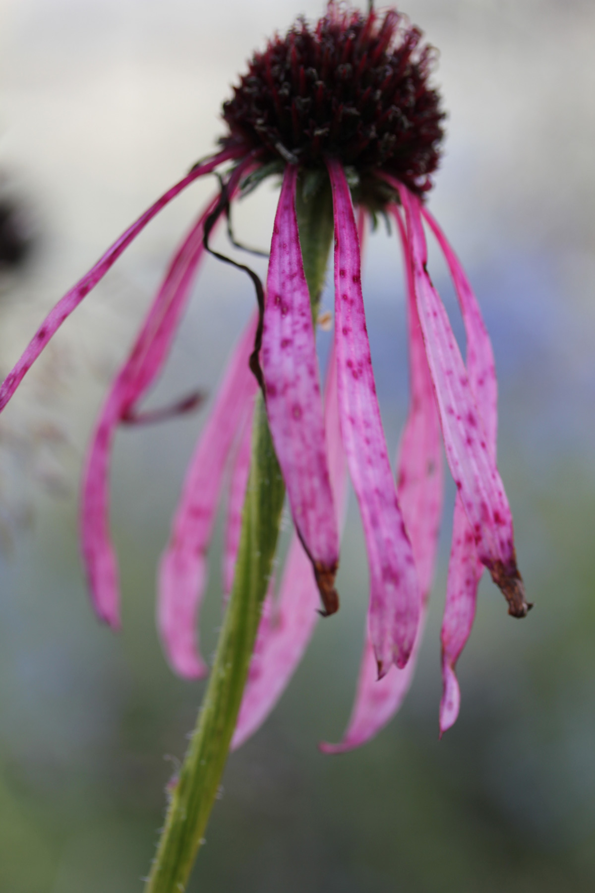 Marlene Hoop – Fotodruck auf festem Papier