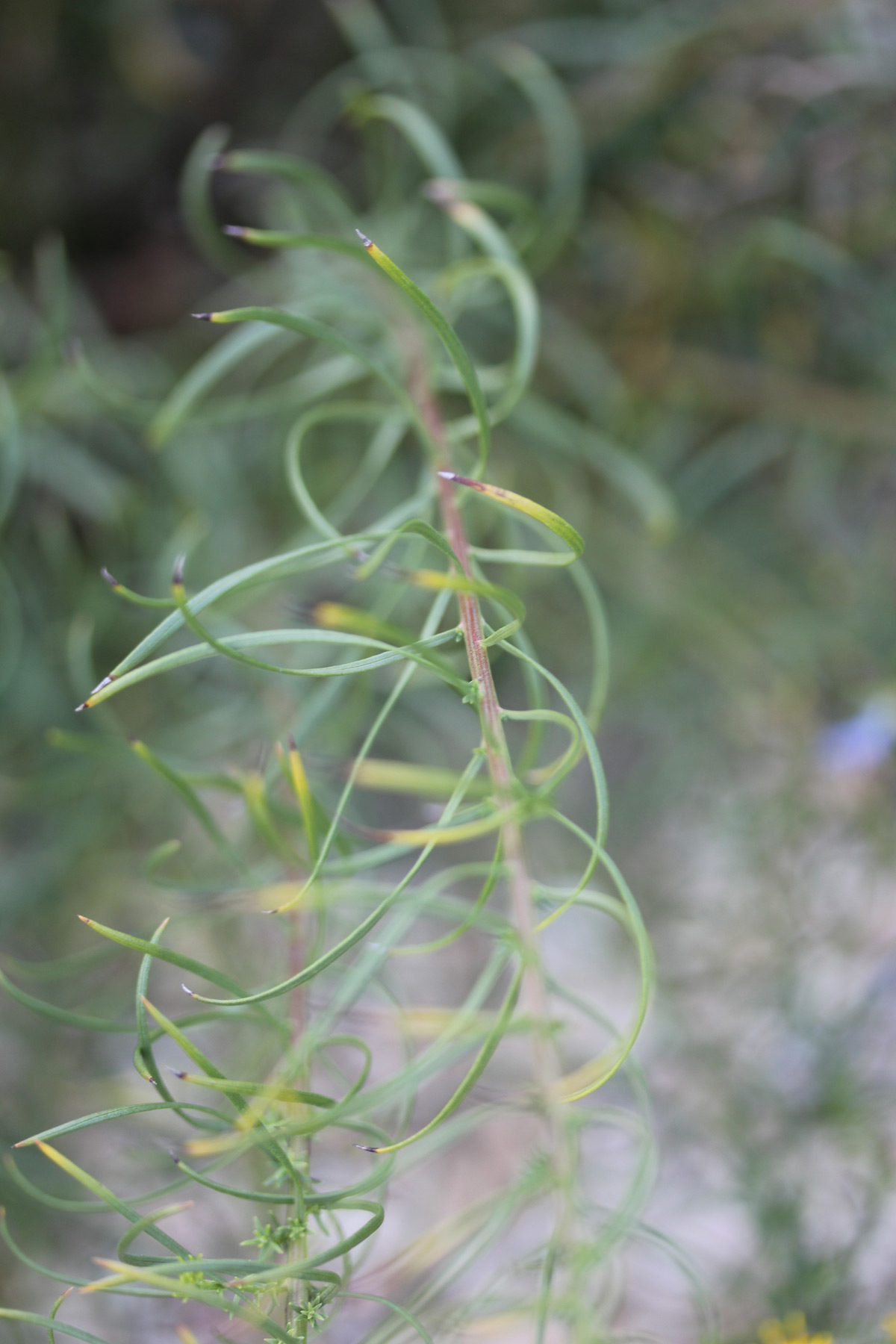 Marlene Hoop – Fotodruck auf festem Papier