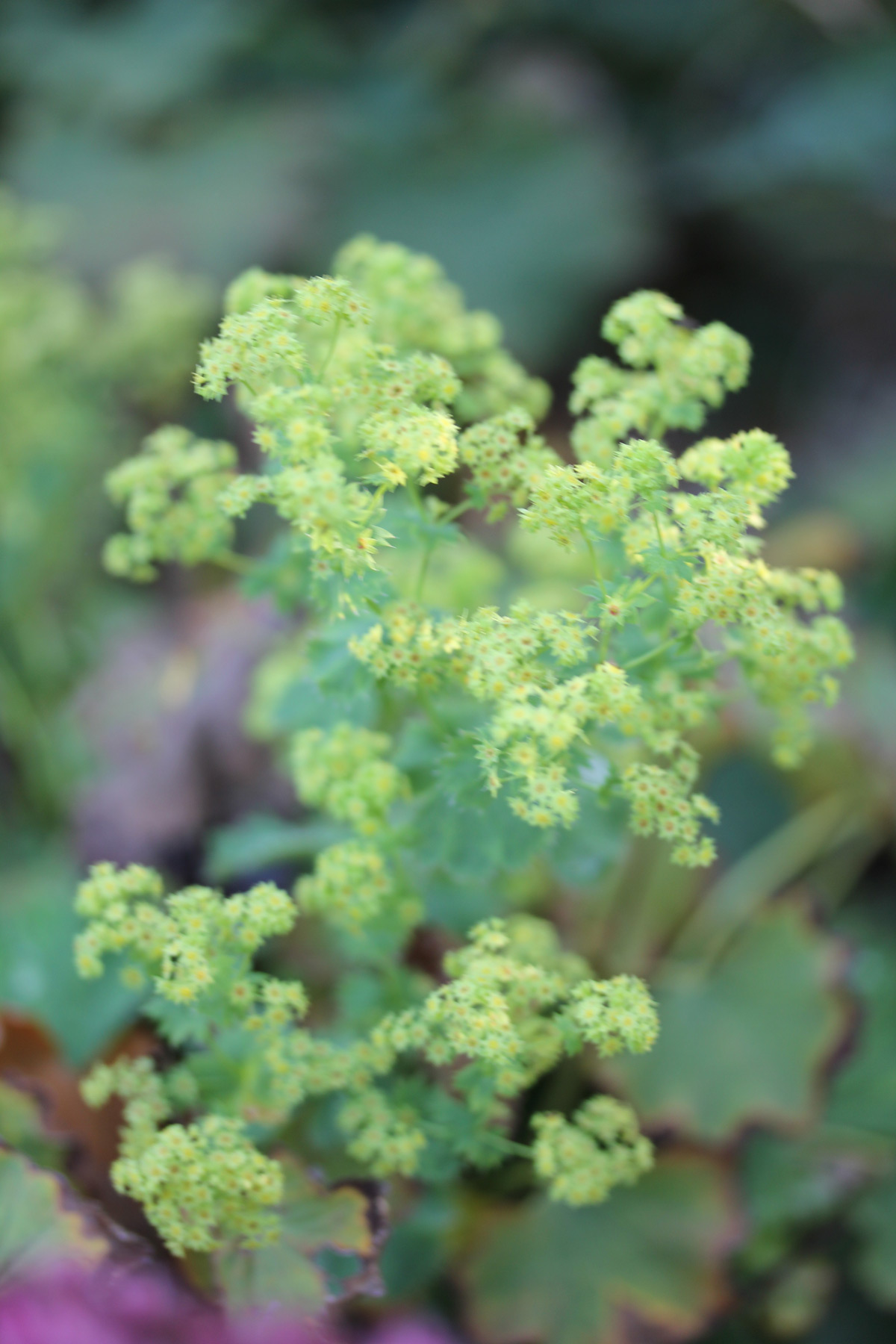 Marlene Hoop – Fotodruck auf festem Papier