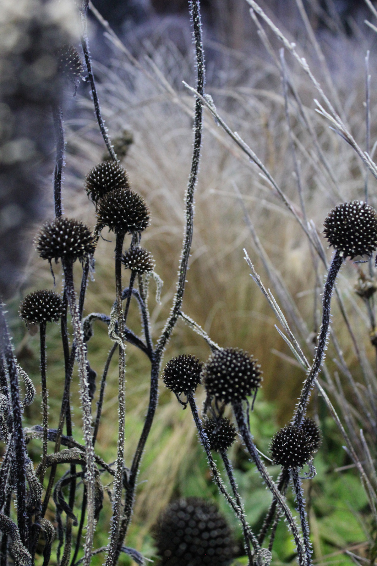 Marlene Hoop – Fotodruck auf festem Papier