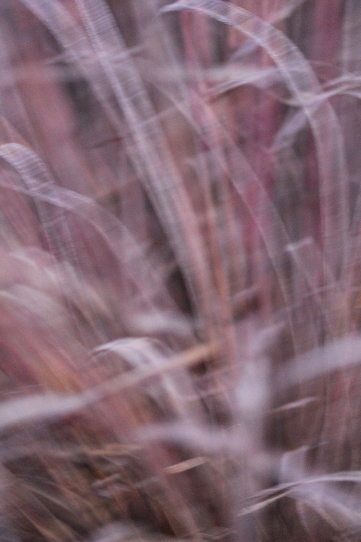  Marlene Hoop – Fotodruck auf festem Papier